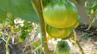Тепличные томаты (11.07.2021) = ТОМАТНЫЙ КАЛЕЙДОСКОП сезон 2021