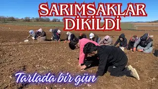 Sarımsak Ekim Zamanı! Tarlada Yoğun Mesai