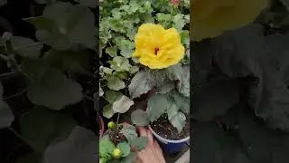 Шикарный гибискус 🌺🌺🌺 