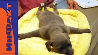 VIP hotels for animals