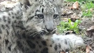Playful Snow Leopard Cub