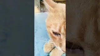 МАРСИК НА УЛИЦЕ 😘💓 Музыка Автора @simb
