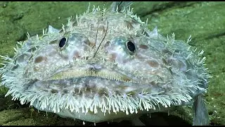 Facts: The Grumpy Goosefish