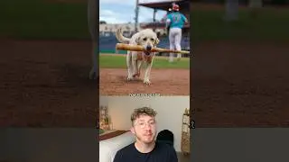 13 Year Old Bat Dog Retrieves Her Final Bat Before Retirement