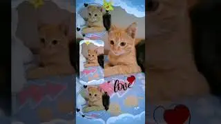 Афина и Арес подружились 