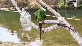 Jandaia solta na natureza