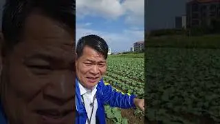 ANG GANDA NG MGA TANIM NA REPOLYO #gardening #agriculture #farming