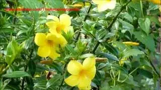 Allamanda - Yellow Bell - Buttercup Flower - Golden Trumpet