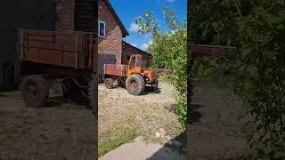 НАПАСТЬ ХОТЯТ ИЛИ ?.. #жизньвдеревне #страусы