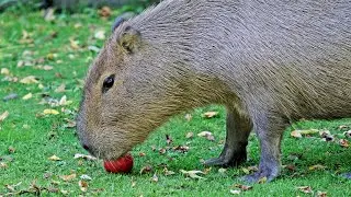 Врятована капібара / Rescued capybara