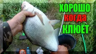 Крупный ЛЕЩ клюёт аккуратно. Рыбалка на удочку с кормушкой.