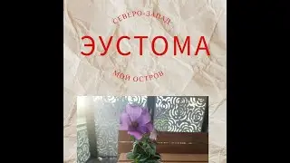 Эустома-низкорослая! Нужен ли вам этот цветок? Можете определить по этому ролику!