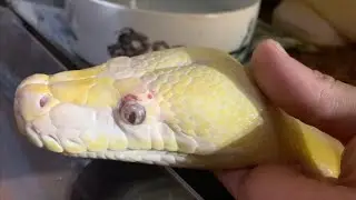 Reticulated Python healing is very quick (Cher cuts herself)