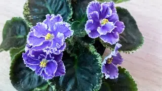 ЦВЕТУЩИЕ ФИАЛКИ.😍 Царство сине - фиолетовых!😊 8.08.23//#Africanviolets