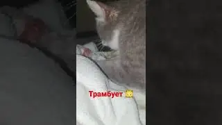 кот