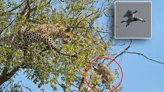 Monkey Vs Leopard On The Tree | Leopard Climbed to Tree to Catch Monkeys