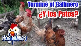 Termino de Hacer el Gallinero ¿Qué pasó con los patos? Y Todas Mis Gallinas y Pollos