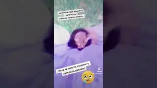 #нашакошка