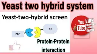 Yeast two hybrid assay || protein-protein interaction #yeast two hybrid assay