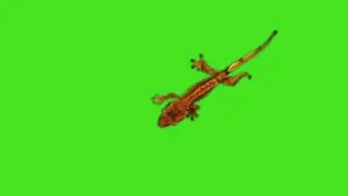 Gecko Green Screen Video || #greenscreen