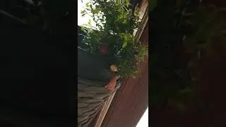 Living Room Plants
