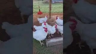 5Kg Free Range Broilers!😲