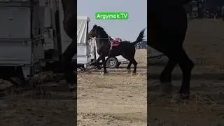 Жаныбар мыкты ат экен!🔥🔥🔥