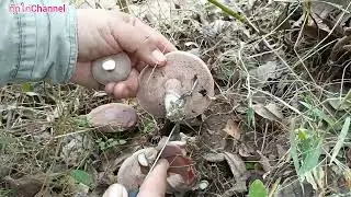 เก็บเห็ดผึ้งขม เห็ดผึ้งยูคา หมานคักจ้ามีแต่ดอกใหญ่ๆเลย