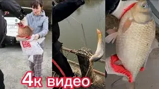 Огромные КАРАСИ  по 4кг на подъёмник САЗАН на 6кг И ВСЯКОЙ ДРУГОЙ РЫБЫ 🐟. перезалив.