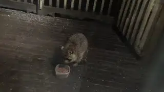 Sunday Night two raccoons