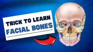 Trick to Learn Facial Bones Easily | Mnemonic for facial bone