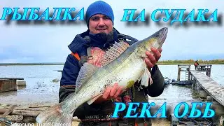 РЫБАЛКА  НА СУДАКА ОБЬ СПИРИНО МАЛИТИНО Ч 2