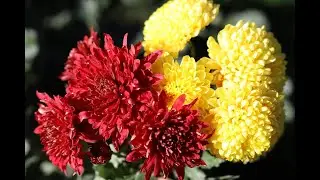 Il mio stupendo giardino. Autunno 2022. Fiori di Crisantemo, Dahlia, Rose. Musica rilassante. Relax