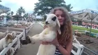Овечья Ферма в Паттайе (Pattaya Sheep Farm)