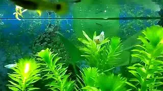 Bitkili akvaryum Elodea Fotosentez