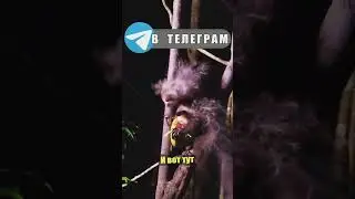 Ай-ай! Руконожка с Мадагаскара