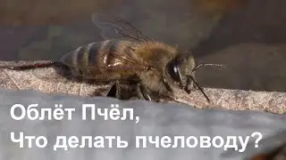 Пасека # 102 Облёт Пчёл,Что делать пчеловоду ? Пчеловодство для начинающих \ зимовка пчел