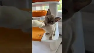 Черепаховый окрас - уникальный! #бурма #cat #бурманскиекотята #catlover #pets #kitten #купитькотенка