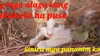 The Mother Cat: Meow Playtime With her Kittens