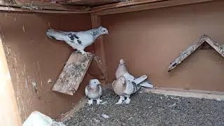 Kuşlarımızın son durumu! Köpeğimiz tekrar doğurdu!
