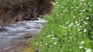 Успокаивающие звуки журчания ручья и пения птиц для медитации, релаксации и учёбы.