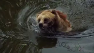 Wildlife VIDEO||Animals VIDEO ||Jangli Janbaro ki Video#colours bd#