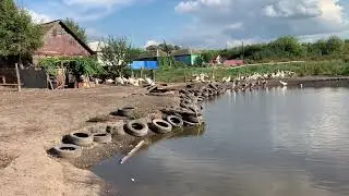Пруд, рыбалка всё на своём участке