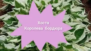 Хоста - королева бордюра💫