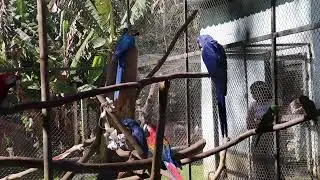 Rescued Blue Macaw Feeding in São Paulo #macaw #blueandgoldmacaw  #animals #birds #parrot