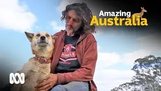 Farmer controls wild dingos with his own pack 🐶 | ABC Australia