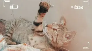 Home alone Kitten|Her reaction when we came back was amazing and cute|Miri n Maau mini-Vlogs|#kitten