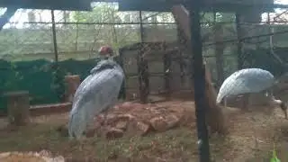SRI CHAMARAJENDRA ZOOLOGICAL GARDENS | Mysore Zoo|Mysore| Karnataka