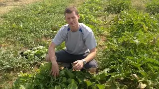 Harvesting Striped Carosello Leccese from a farmer's field