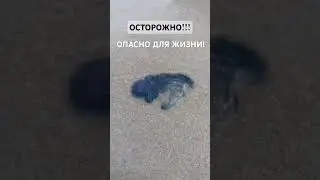 ПОРТУГАЛЬСКИЙ КОРАБЛИК НА ПЛЯЖЕ КАТА. ПХУКЕТ (июль 2023)